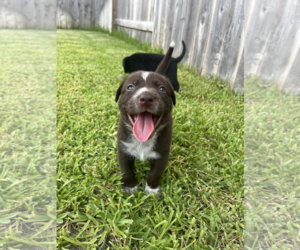 Labrador Retriever-Unknown Mix Dogs for adoption in The Woodlands, TX, USA