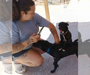 Pug-Unknown Mix Dogs for adoption in Peralta, NM, USA