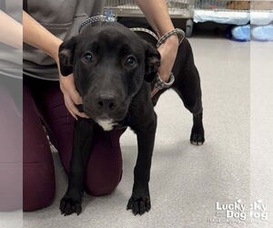 Labrador Retriever-Retriever  Mix Dogs for adoption in Washington, DC, USA