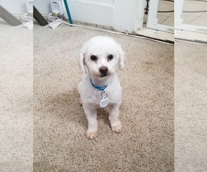 Poodle (Toy) Dogs for adoption in Vallejo, CA, USA