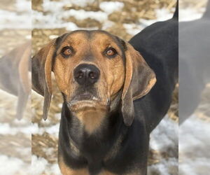 Mutt Dogs for adoption in Evansville, IN, USA