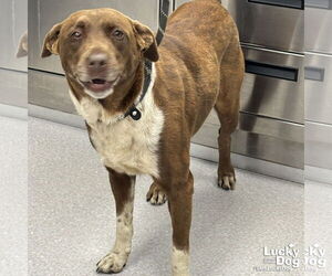 Labrador Retriever-Unknown Mix Dogs for adoption in Washington, DC, USA