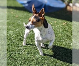 Rat-Cha Dogs for adoption in Santa Clara, CA, USA