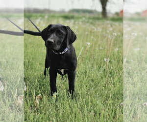 Great Dane-Labrador Retriever Mix Dogs for adoption in New London, WI, USA