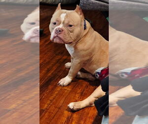 Bull Terrier Dogs for adoption in Minneapolis, MN, USA