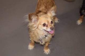 Chihuahua Dogs for adoption in New Smyrna Beach, FL, USA