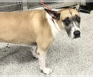 Boxer-German Shepherd Dog Mix Dogs for adoption in Houston, TX, USA