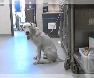 American Pit Bull Terrier Dogs for adoption in Fayetteville, NC, USA