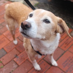 Mutt Dogs for adoption in Asheville, NC, USA