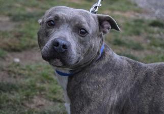 American Staffordshire Terrier Dogs for adoption in Valparaiso, IN, USA