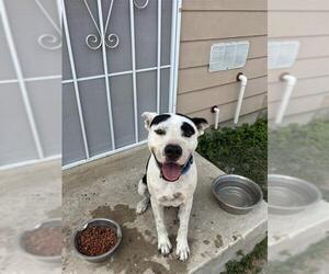 American Staffordshire Terrier-Unknown Mix Dogs for adoption in San Antonio, TX, USA