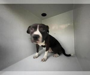 Labrador Retriever-Unknown Mix Dogs for adoption in Houston, TX, USA