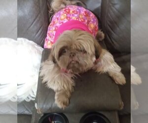 Shih Tzu Dogs for adoption in PIPE CREEK, TX, USA