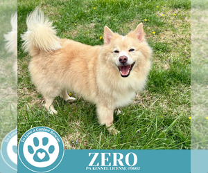 - Mix Dogs for adoption in Kimberton, PA, USA