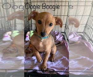 Mutt Dogs for adoption in Los Banos, CA, USA