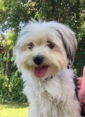 Havanese Dogs for adoption in Weston, FL, USA