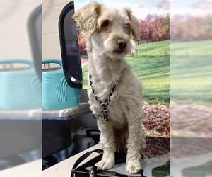 Lhasa Apso Dogs for adoption in Moreno Valley, CA, USA