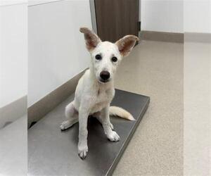 Labsky Dogs for adoption in Baytown, TX, USA