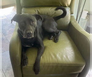 Boxador Dogs for adoption in Grovertown, IN, USA