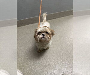 Shih Tzu-Unknown Mix Dogs for adoption in Las Vegas, NV, USA