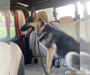 German Shepherd Dog Dogs for adoption in San Antonio, TX, USA