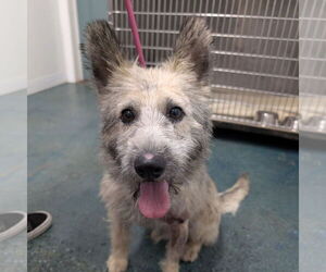 Mutt Dogs for adoption in Chico, CA, USA