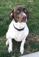 German Shorthaired Pointer-Unknown Mix Dogs for adoption in Petaluma, CA, USA