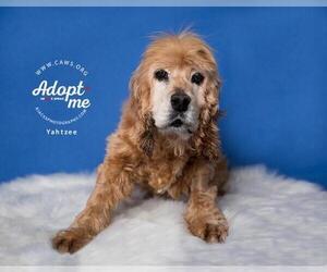 Cocker Spaniel Dogs for adoption in Salt Lake City, UT, USA