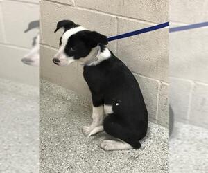 Borador Dogs for adoption in Conroe, TX, USA