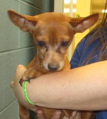 Miniature Pinscher Dogs for adoption in Johnson City, TN, USA