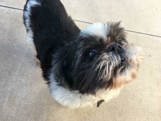 Shih Tzu Dogs for adoption in Carlsbad, CA, USA