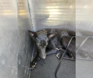 American Staffordshire Terrier-Unknown Mix Dogs for adoption in San Antonio, TX, USA