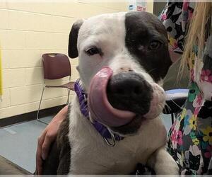 American Bulldog-Unknown Mix Dogs for adoption in Denver, CO, USA