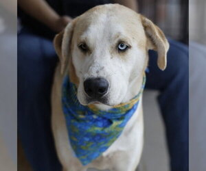 Siberian Husky-Unknown Mix Dogs for adoption in San Antonio, TX, USA