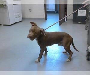American Pit Bull Terrier-Unknown Mix Dogs for adoption in Fayetteville, NC, USA