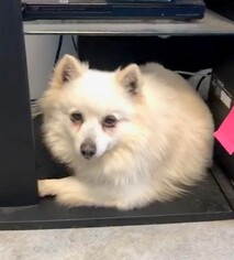 American Eskimo Dog Dogs for adoption in Columbus, IN, USA