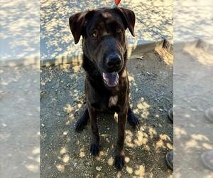 Labrador Retriever-Unknown Mix Dogs for adoption in Riverside, CA, USA
