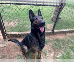 German Shepherd Dog Dogs for adoption in Grovetown, GA, USA