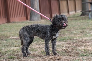 Shih-Poo Dogs for adoption in Bridgewater, NJ, USA