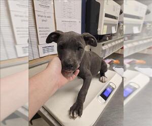 American Pit Bull Terrier-Unknown Mix Dogs for adoption in Conroe, TX, USA