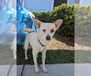 Chihuahua Dogs for adoption in Palmetto, FL, USA