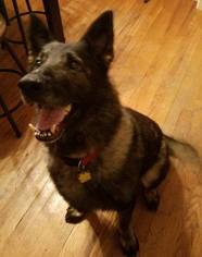 German Shepherd Dog-Unknown Mix Dogs for adoption in Lorain, OH, USA