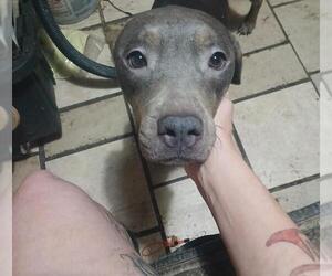 American Staffordshire Terrier-Unknown Mix Dogs for adoption in San Antonio, TX, USA