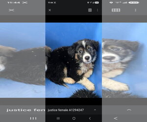 Mutt Dogs for adoption in Woodbury, NY, USA