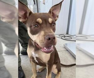 American Pit Bull Terrier Dogs for adoption in Bakersfield, CA, USA