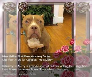 American Pit Bull Terrier Dogs for adoption in Coventry, RI, USA