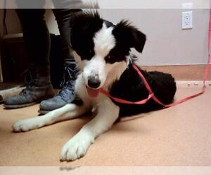 Border Collie-Unknown Mix Dogs for adoption in Martinez, CA, USA