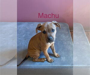 American Pit Bull Terrier-Labrador Retriever Mix Dogs for adoption in Topeka, KS, USA