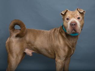 Chinese Shar-Pei Dogs for adoption in Franklin, TN, USA