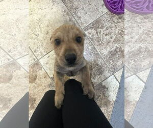 Mutt Dogs for adoption in NEWPORT NH, NH, USA